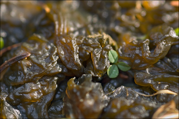 Image de Nostoc commune