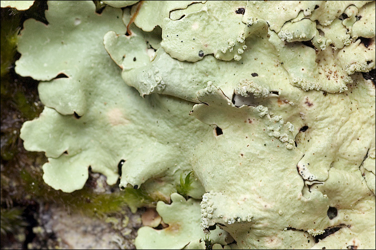 Image of Common greenshield lichen