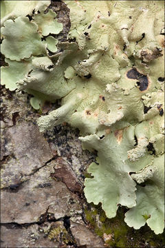 Image of Common greenshield lichen