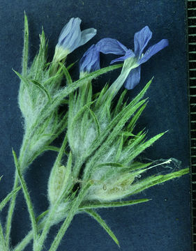 Imagem de Eriastrum wilcoxii (A. Nelson) Mason