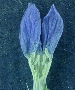 Image de Eriastrum wilcoxii (A. Nelson) Mason