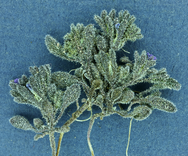 Phacelia saxicola A. Gray resmi