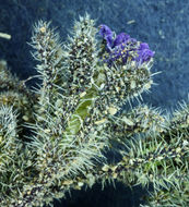 Phacelia saxicola A. Gray resmi