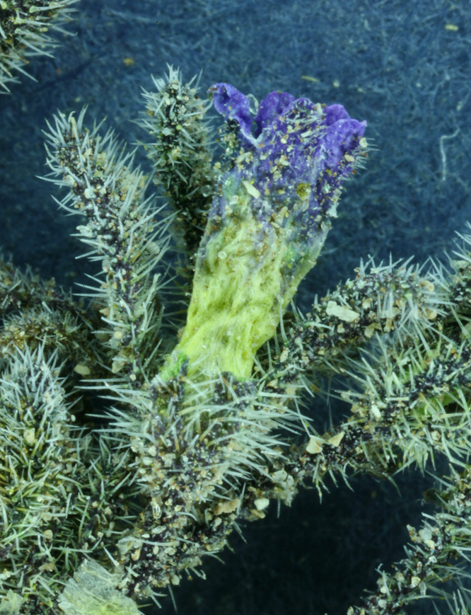 Phacelia saxicola A. Gray resmi