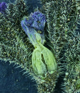 Image de Phacelia saxicola A. Gray