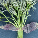 Allium anceps Kellogg resmi