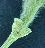 Image of Intermountain lupine