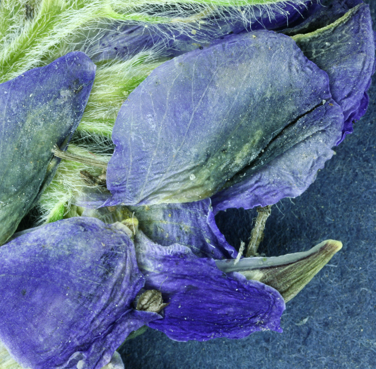 Image of Intermountain lupine