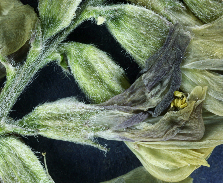 Imagem de Astragalus obscurus S. Wats.