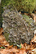 Image of felt lichen