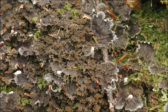 Plancia ëd Peltigera praetextata (Flörke ex Sommerf.) Zopf