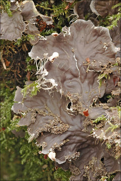 Image of felt lichen