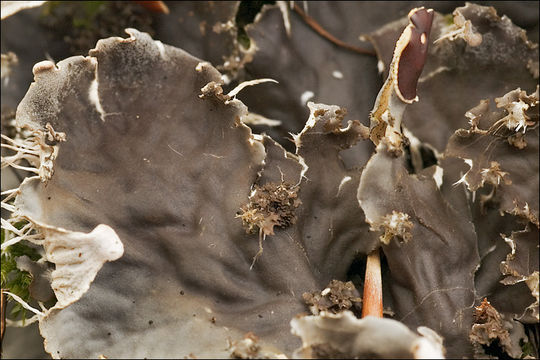 Image of felt lichen