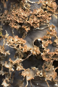 Image of felt lichen