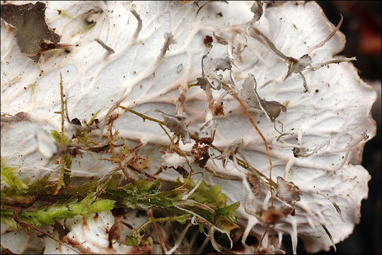 Image of felt lichen