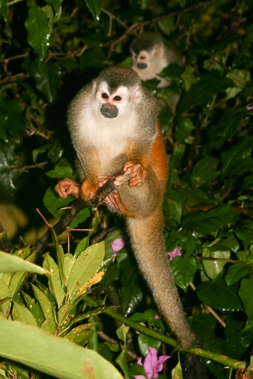 Image of Black-crowned Central American Squirrel Monkey