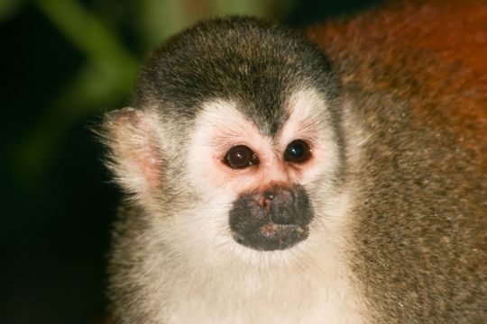 Image of Black-crowned Central American Squirrel Monkey