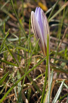 Image of <i>Crocus <i>biflorus</i></i> ssp. biflorus