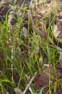 Image of <i>Crocus <i>biflorus</i></i> ssp. biflorus