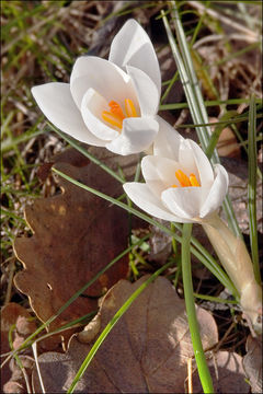 Image of <i>Crocus biflorus</i> ssp. <i>weldenii</i>