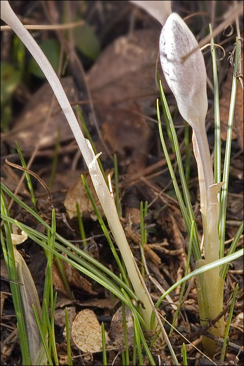 Image of <i>Crocus biflorus</i> ssp. <i>weldenii</i>