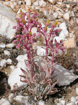 Image of Desert dudleya