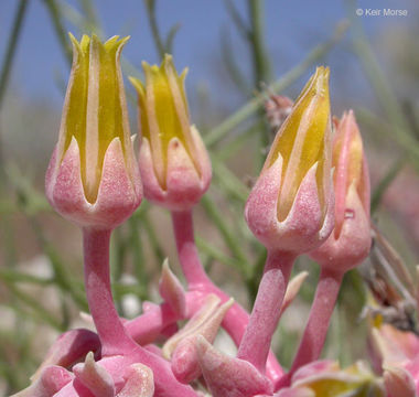 Image of Desert dudleya