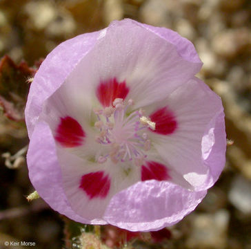 Imagem de Eremalche rotundifolia (A. Gray) Greene