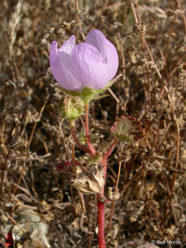 Imagem de Eremalche rotundifolia (A. Gray) Greene