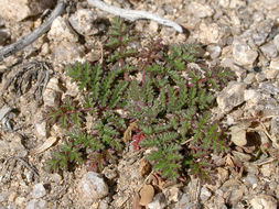 Image of Common Stork's-bill