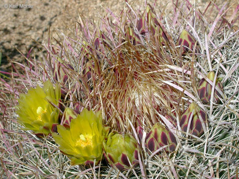 Plancia ëd Ferocactus cylindraceus (Engelm.) Orcutt