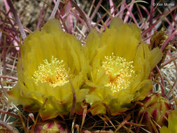 Plancia ëd Ferocactus cylindraceus (Engelm.) Orcutt