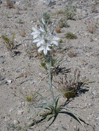 Image of desert lily