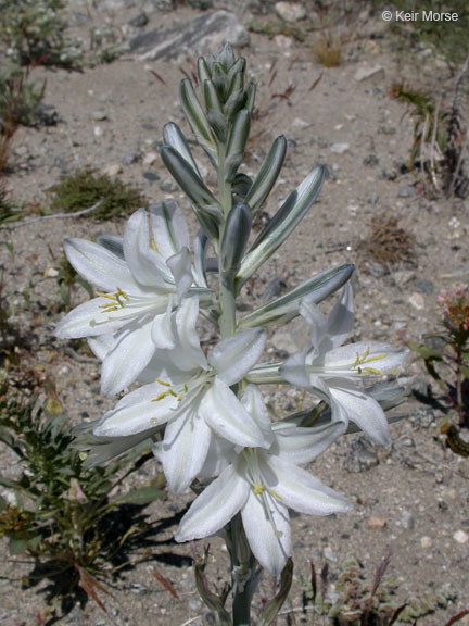 Image of desert lily