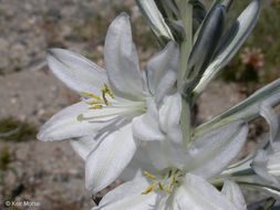 Image of desert lily