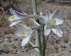 Image of desert lily