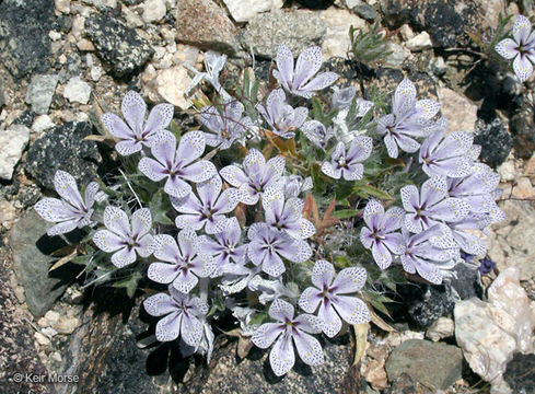 Image of Great Basin langloisia