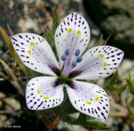 Image of Great Basin langloisia