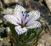 Image of Great Basin langloisia