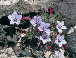 Image of Great Basin langloisia