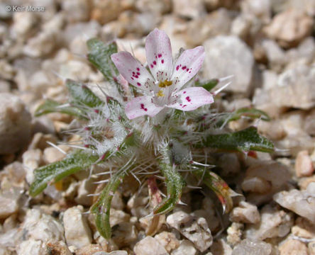 Слика од Loeseliastrum matthewsii (A. Gray) S. Timbrook