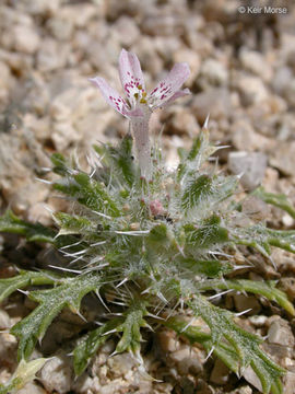 Слика од Loeseliastrum matthewsii (A. Gray) S. Timbrook