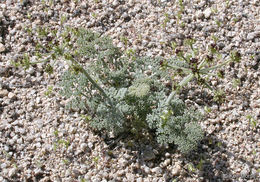 Imagem de Lomatium mohavense (Coult. & Rose) J. M. Coult. & Rose