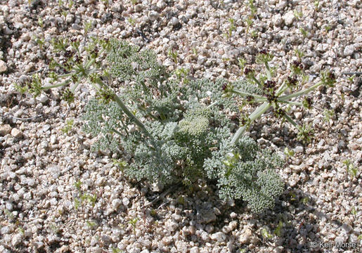 Lomatium mohavense (Coult. & Rose) J. M. Coult. & Rose resmi