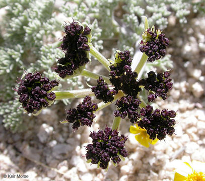 Lomatium mohavense (Coult. & Rose) J. M. Coult. & Rose resmi