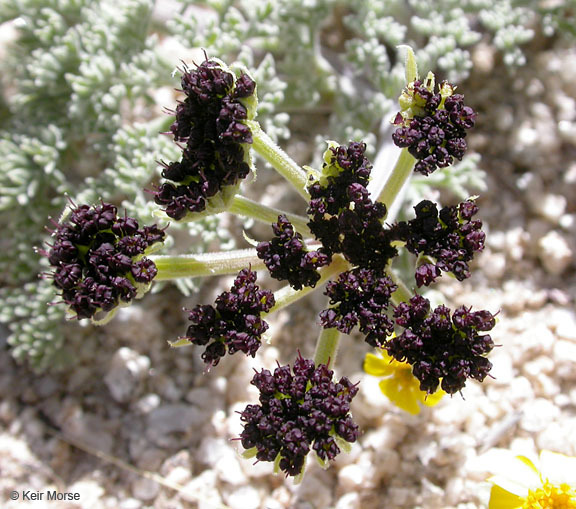 Imagem de Lomatium mohavense (Coult. & Rose) J. M. Coult. & Rose