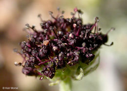 Imagem de Lomatium mohavense (Coult. & Rose) J. M. Coult. & Rose