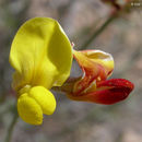 <i>Acmispon rigidus</i> resmi