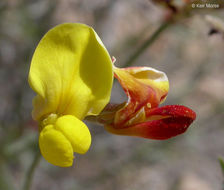 <i>Acmispon rigidus</i> resmi