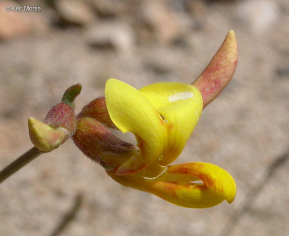 <i>Acmispon rigidus</i> resmi